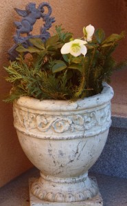 Christrose