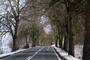 Deutsche Alleenstraße auf Rügen