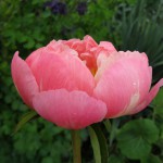 Coral Charm 2