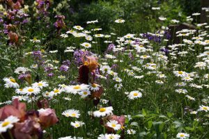 Sommerblumen